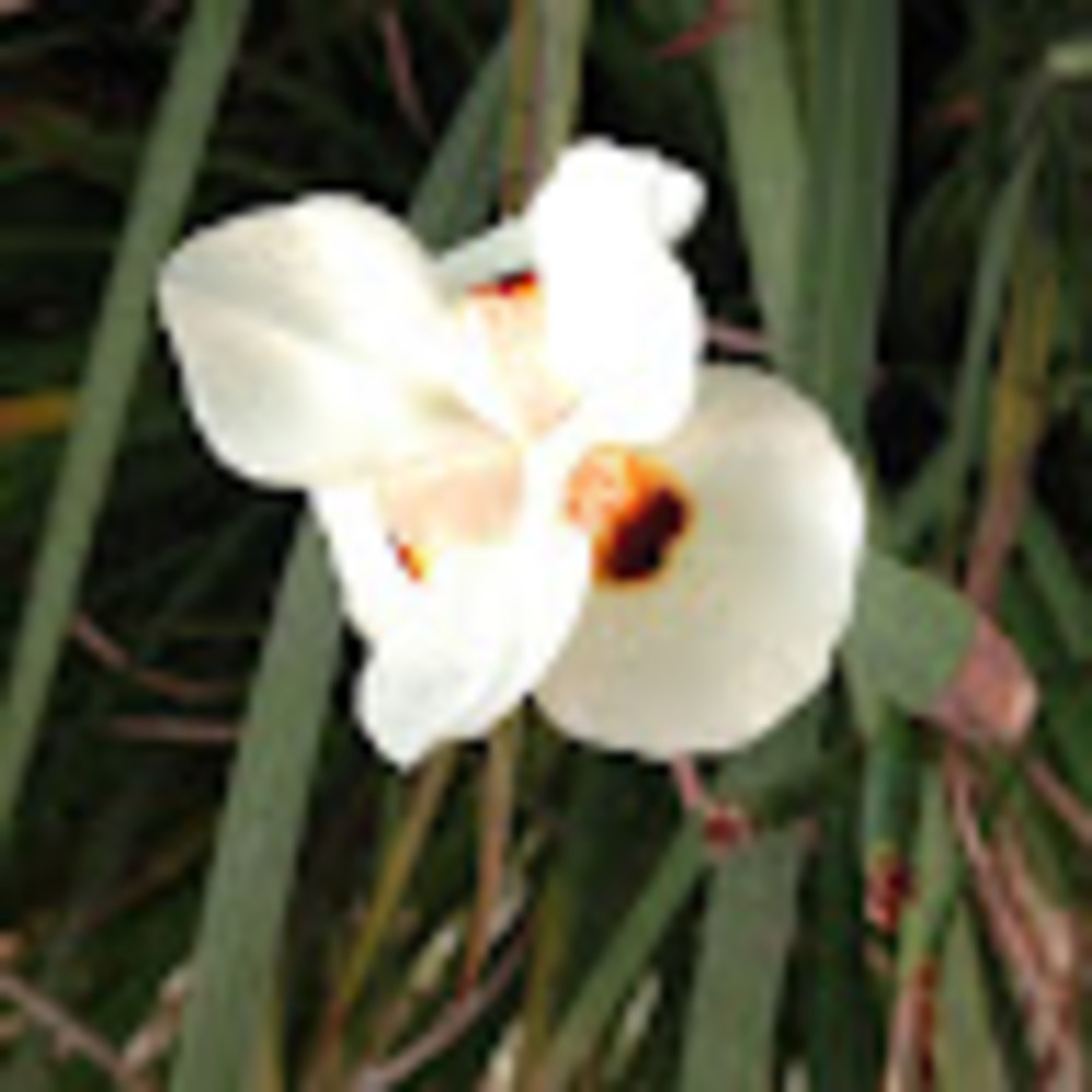 Meet your Posher, Rose